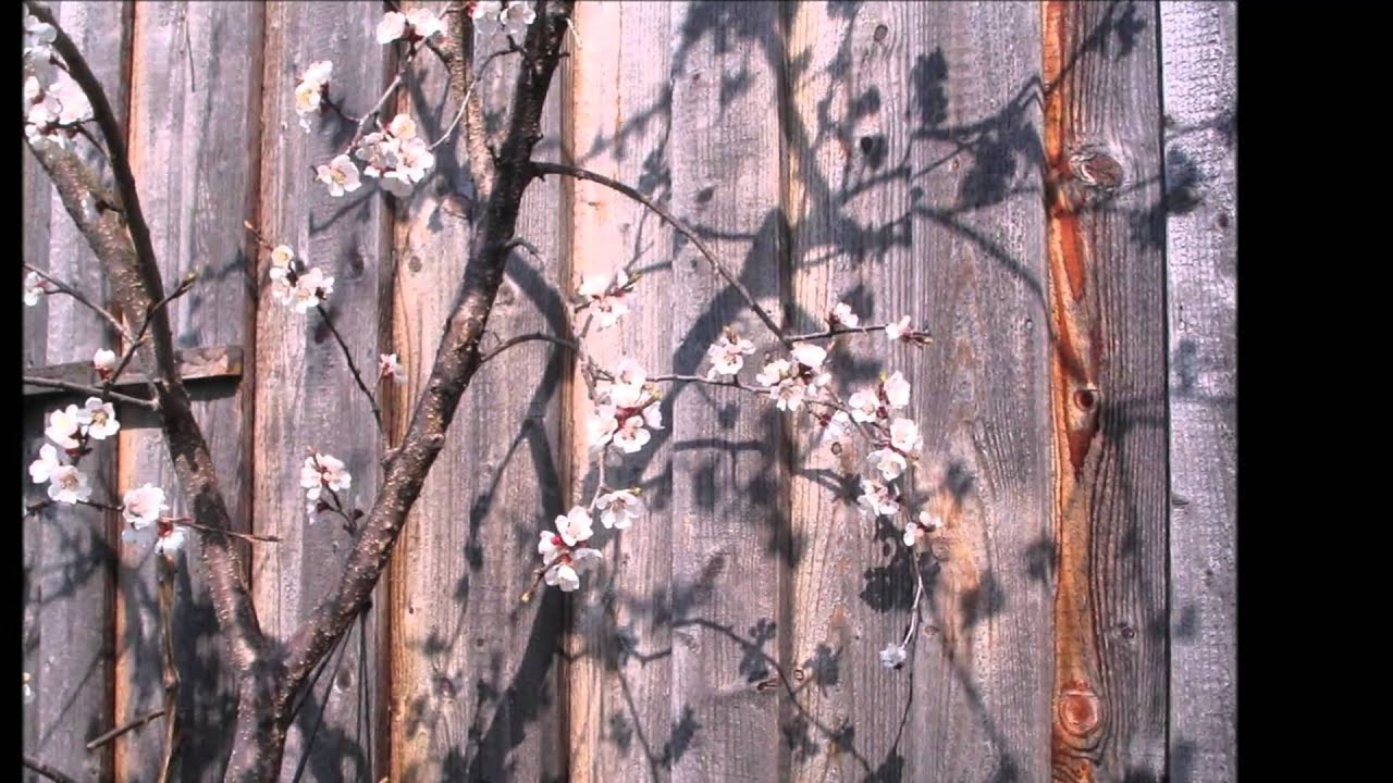 옛사랑(Old Love) -  김 동욱(JK Kim, Dong-Wook)