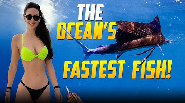 Spearfishing the World