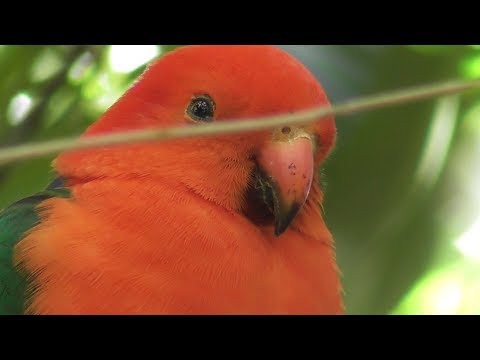 KIng Parrots Enjoy Ripe Privet Berries 🎨