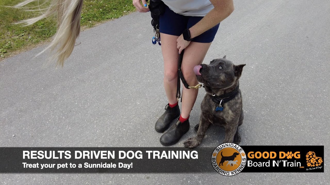 Kennel Programmatic Rwas Bruin & Xena 7-Day WAG N' WALK Puppy Training Program At Sunnidale ...