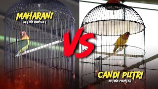 DUEL SENGIT CANDI PUTRI VS MAHARANI