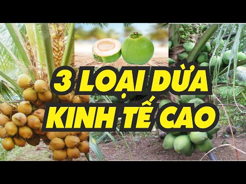 3 loại dừa đáng trồng nhất – KINH TẾ CAO – DỄ CHĂM SÓC
