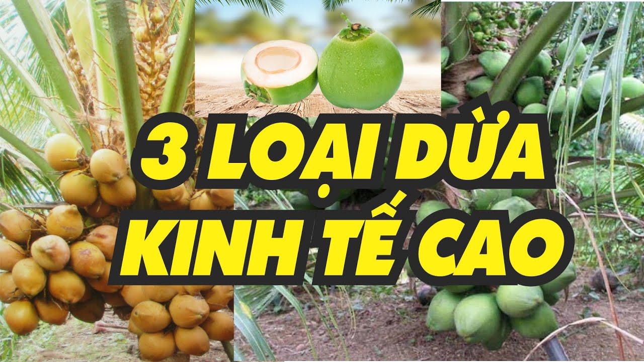 3 loại dừa đáng trồng nhất - KINH TẾ CAO - DỄ CHĂM SÓC