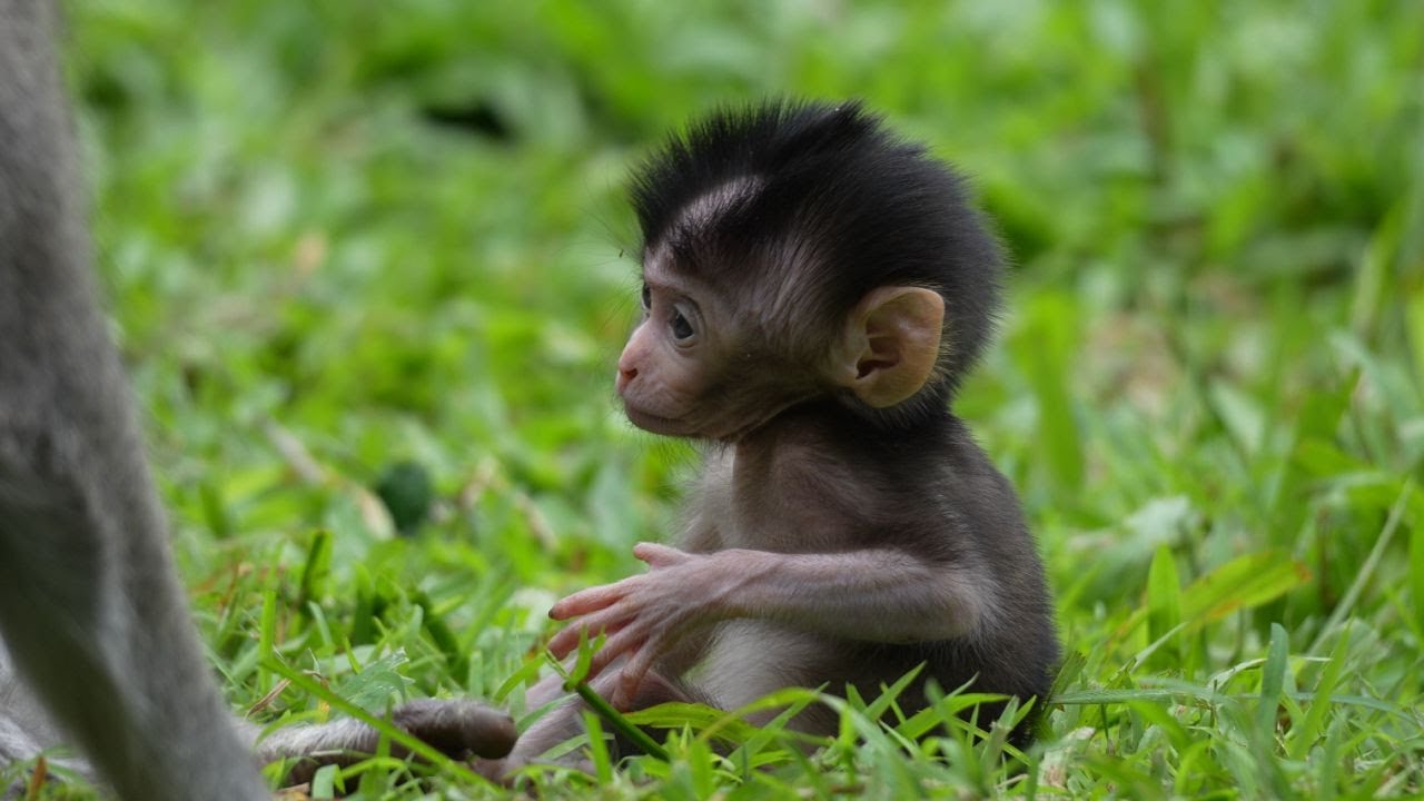 Дидо знает, что делать, когда мама не хочет давать ему молоко.