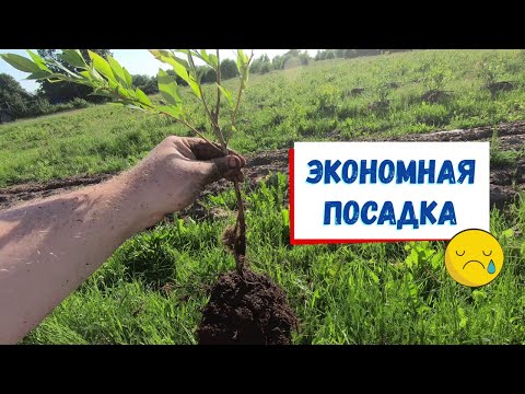 Как нельзя сажать голубику