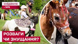 PAINTED PONIES: Child's play or animal cruelty? screenshot 5