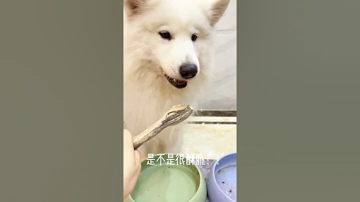 Feeding Dog ASMR 寵物吃播 221 #shorts - 天天要聞