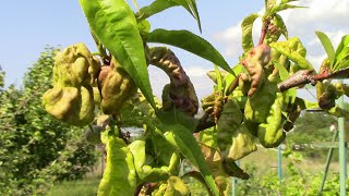 Курчавість персика. Хорус та Скор не працюють!