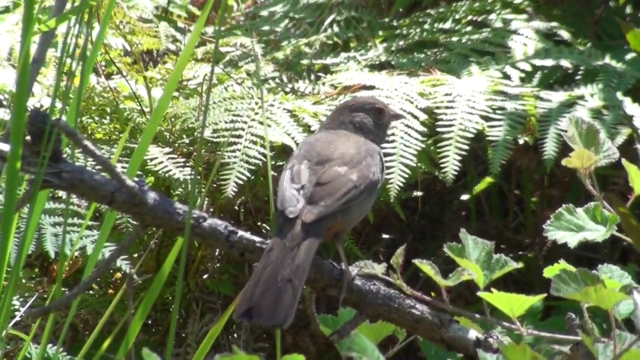 California towhee's call 