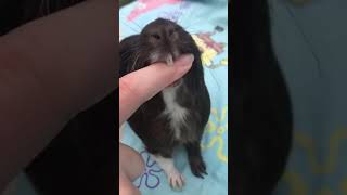 Guinea Pig Bites Me