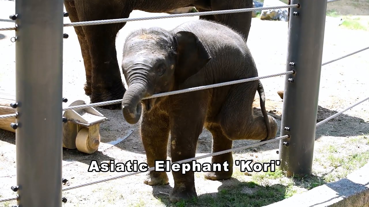 아기 코끼리 '코리'(8개월) (서울어린이대공원 동물원). Baby Elephant 'Kori' (8 Months) (Korea