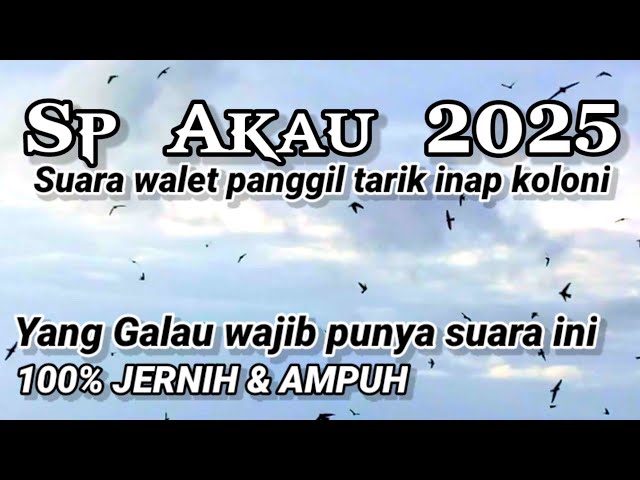 SP AKAU 2025. Suara walet panggil tarik inap koloni class=