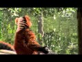 Red Ruff Lemurs sunbathing in Dublin Zoo.mp4