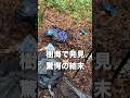【闇】富士の樹海で発見...悲しすぎる末路