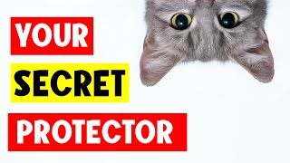 How do CATS PROTECT people? by The Curious Cat 57,147 views 3 months ago 8 minutes, 11 seconds