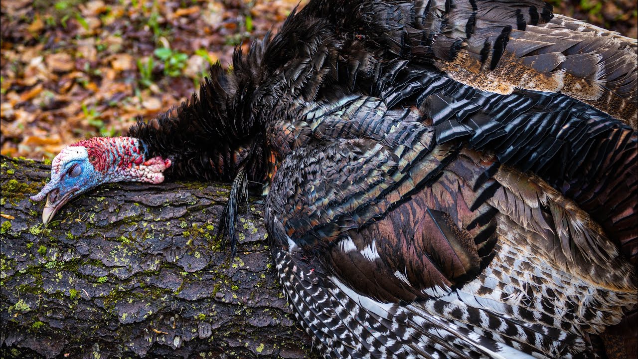 Pennsylvania State Forest Spring Gobbler! YouTube