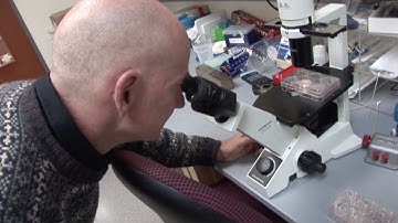 The discovery that changed science - a look back on 20 years of stem cell technology