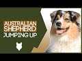 PUPPY TRAINING! Stop Your AUSTRALIAN SHEPHERD Jumping Up