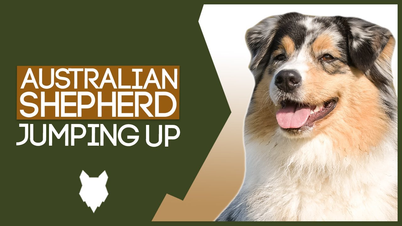 Puppy Training! Stop Your Australian Shepherd Jumping Up
