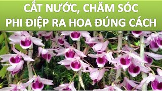 Cắt nước, chăm sóc Lan phi điệp ra hoa đúng cách