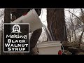 Making Black Walnut Syrup - From Scratch