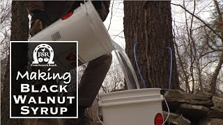 Making Black Walnut Syrup - From Scratch