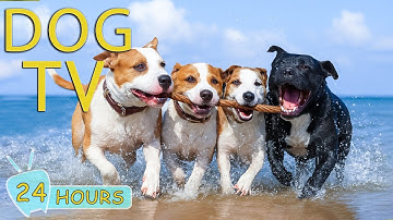 DOG TV: Videos Entertain Help No-Anxiety for Dogs Left Home Alone All Day - Soothing Music for Dogs