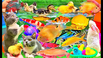 Vịt Con Cá Cảnh Mèo Con Dễ Thương, Bắt Các Con Vật Dễ Thương, Cá Koi, Cá Trê, Thỏ, 1, Cua Rùa Ốc Sên