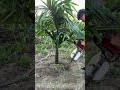 Transplant betel nut trees with a gasoline tree digger