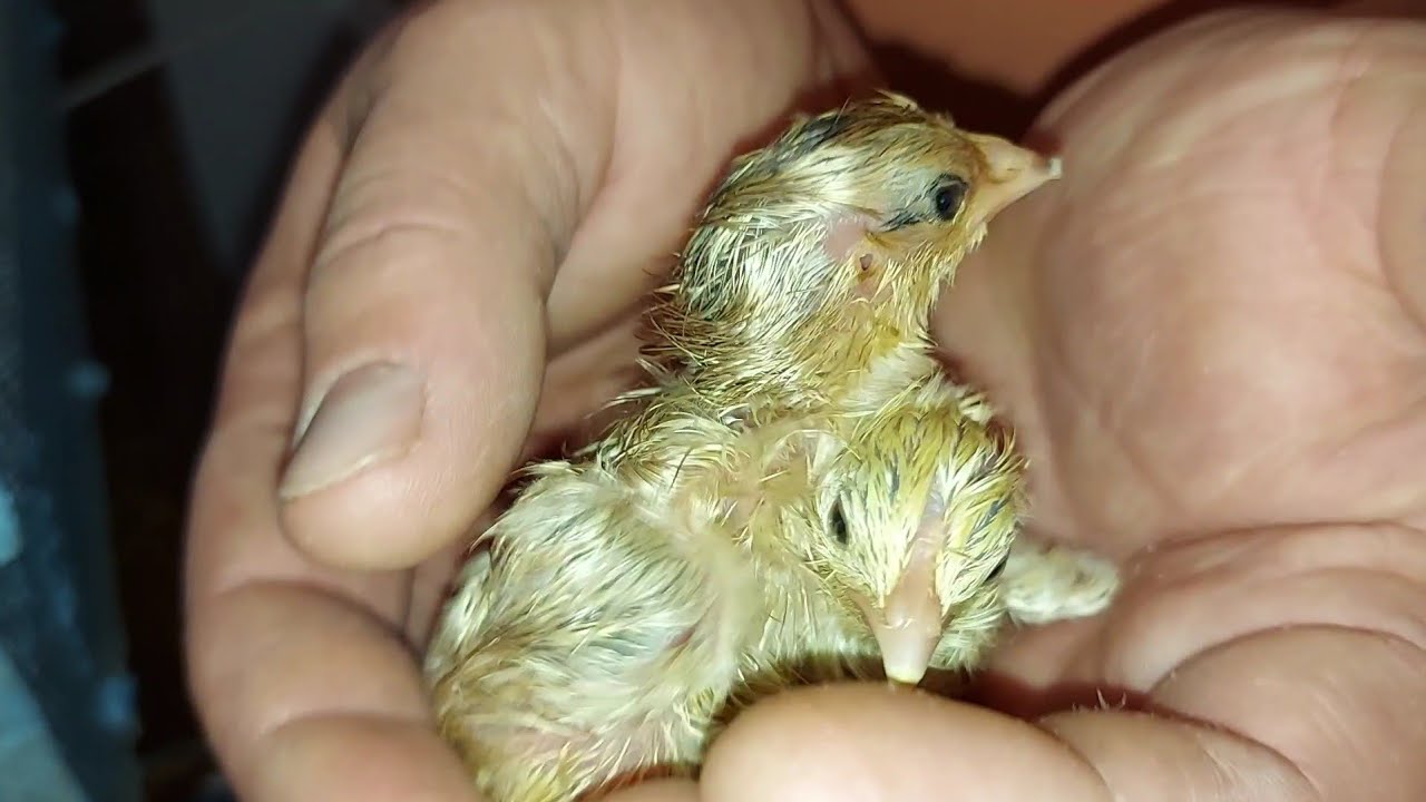 Вывод цыплят в инкубаторе!!!!Наш результат)))) - YouTube