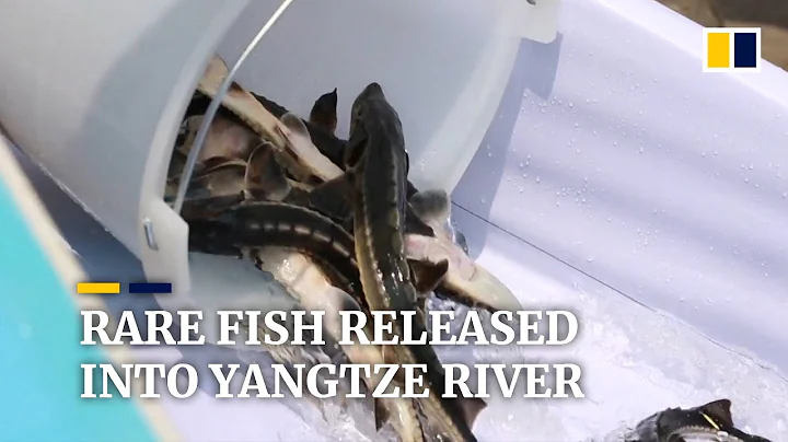 Over 200,000 endangered fish released into China’s Yangtze River to restore biodiversity - DayDayNews