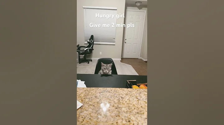 Video 3717411: mainecooncat mainecoons cat, catlover kitty mainecooncats pet, mainecoon catlover pets cutecats, mainecooncats catlover kitty cute