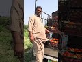 Tomato Season Peak 🍅🔥 Hundreds of Crates Going to Market #shorts #shortsvideo #farming #agriculture