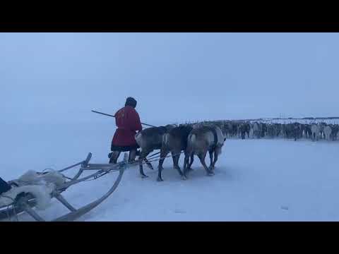 Видео: Перевалка Оби