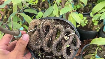 Gốc nhớt làm đế bình lợi giao lưu anh em. 0766765975