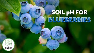 Planting BLUEBERRY Bushes | How To Lower Soil pH