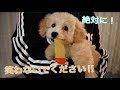 子犬に靴下履かせてみたら歩き方が面白すぎて爆笑しました。【トイプードル】