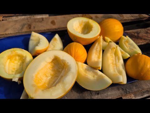 برداشت خربزه قزاقستانی و تست طعم از گلخانه خربزه های عسلی خوشمزه برای صبحانه