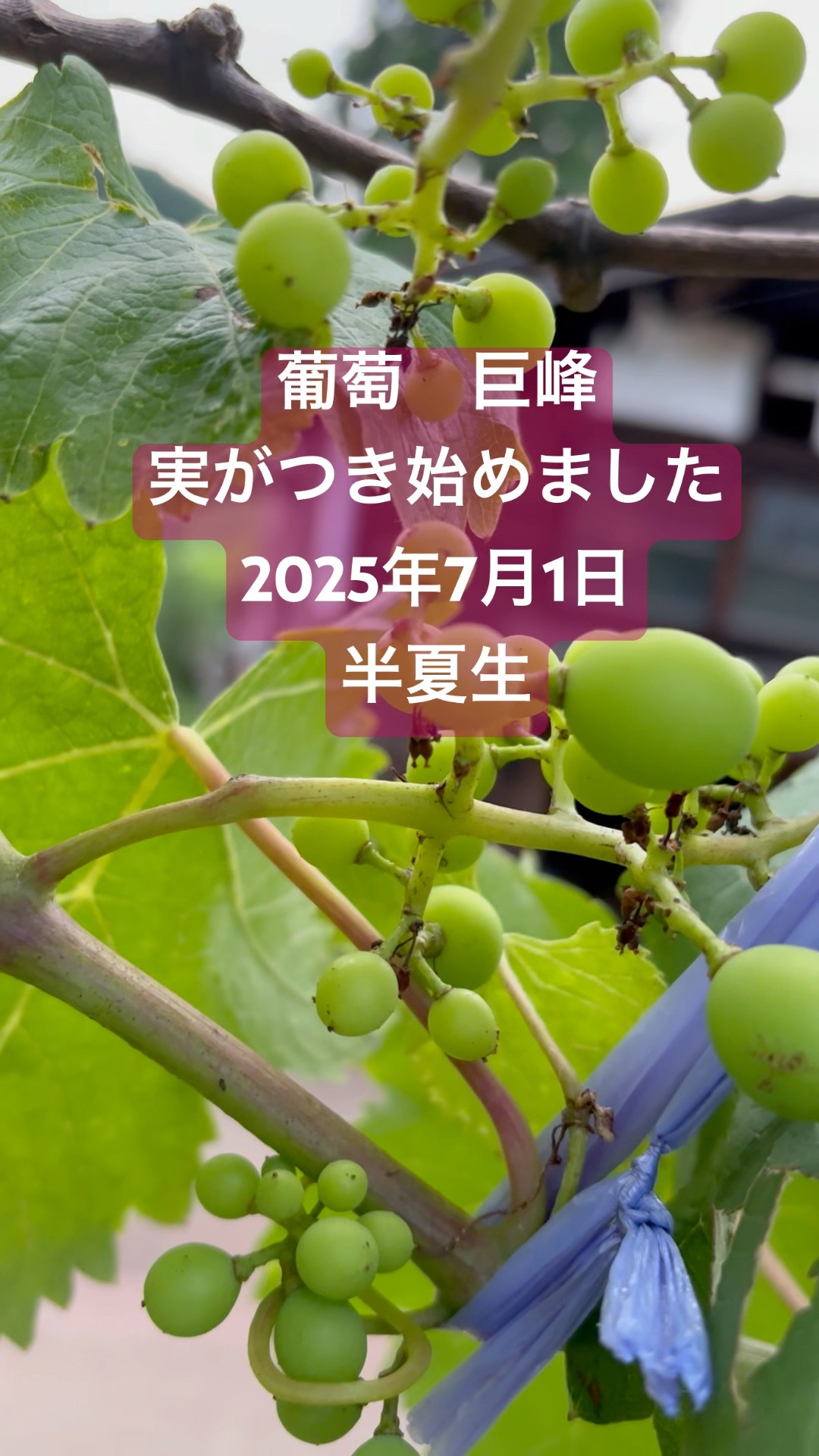 ぶどうの丘オンラインショップ - 商品詳細