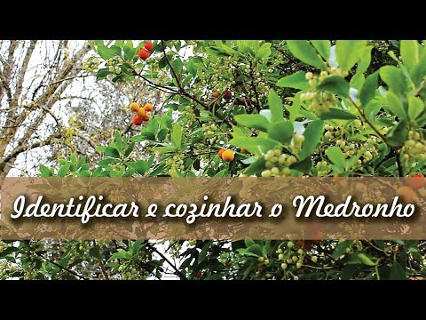 Vídeo: O medronheiro é comestível?