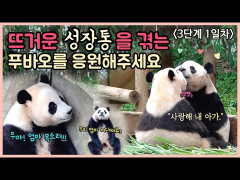 [ep.125] 푸바오의 뜨거운 성장통을 모두 함께 해주세요!💕/ 3단계 첫 날, 엄마가 많이 보고 싶었던 푸바오의 모든것/ 다음 예고편✨/ 에버랜드 판다월드