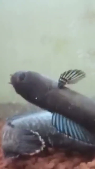 andrao breeding in tank 😍 #channa #andrao #channaindonesia #channaauranti #fish #fyp #fypシ #vjkoya