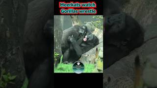 Meercats Watch Gorilla Wrestle #shorts