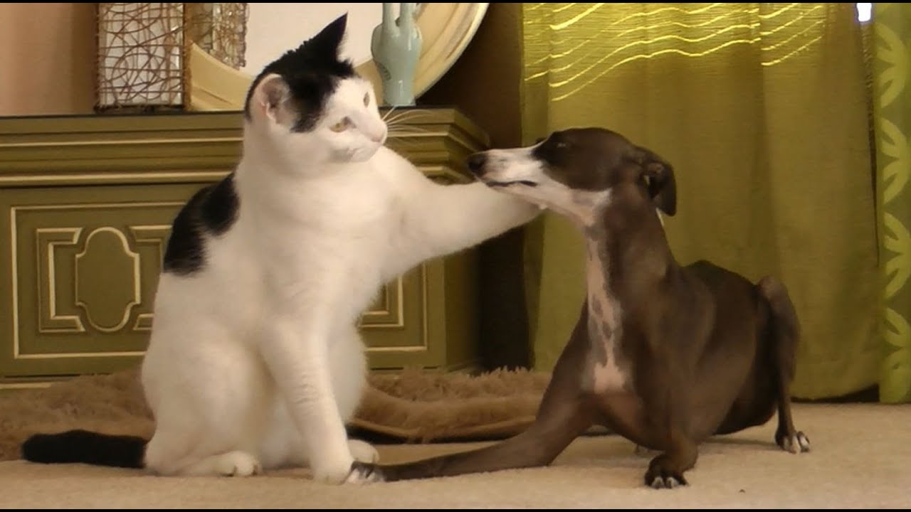 do italian greyhounds get along with cats