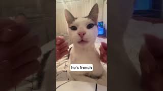 Мяу По Французский #Кошки #Pets #France #Europe