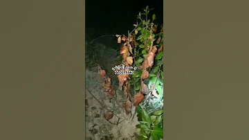 متوفر حاليا علاج مجرب وفعال لعفن الجذور والذبول على القات في اليمن نقاز ناقز يباس سللة موت نكاض 