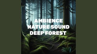 Tranquil Bird Calls from the Heart of the Woods