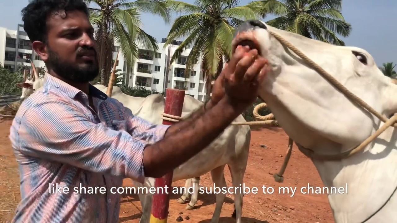 Fodder and hand feed suggestions to hallikar bullocks by Santhosh Varthur