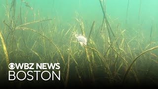 Why a team is fighting to save eelgrass on Martha’s Vineyard