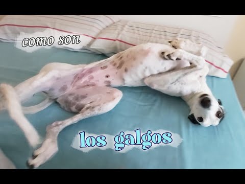 Video: ¿Puede un mastín vivir con un galgo?